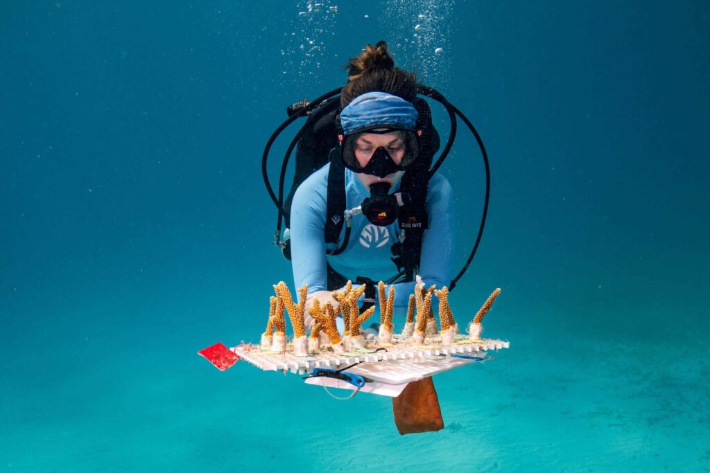 Funding and investment coral reef reforestation