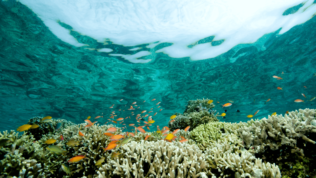 Corals and their place in the ocean