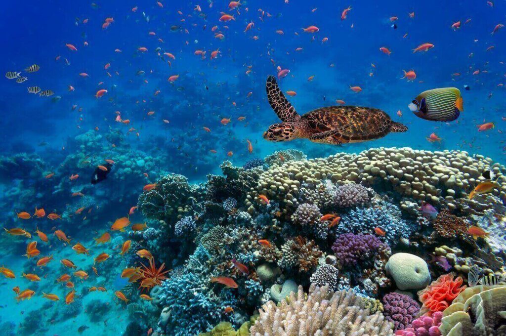 What is coral reef reforestation